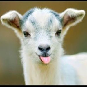 Meet your Posher, Martha